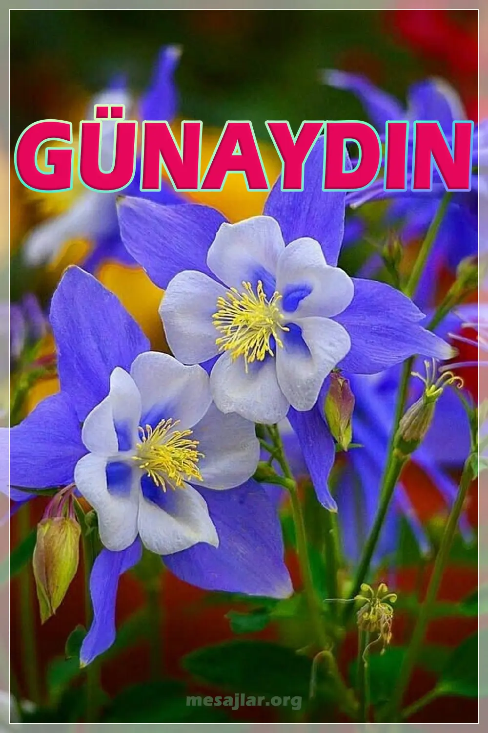 resimli günaydın mesajı