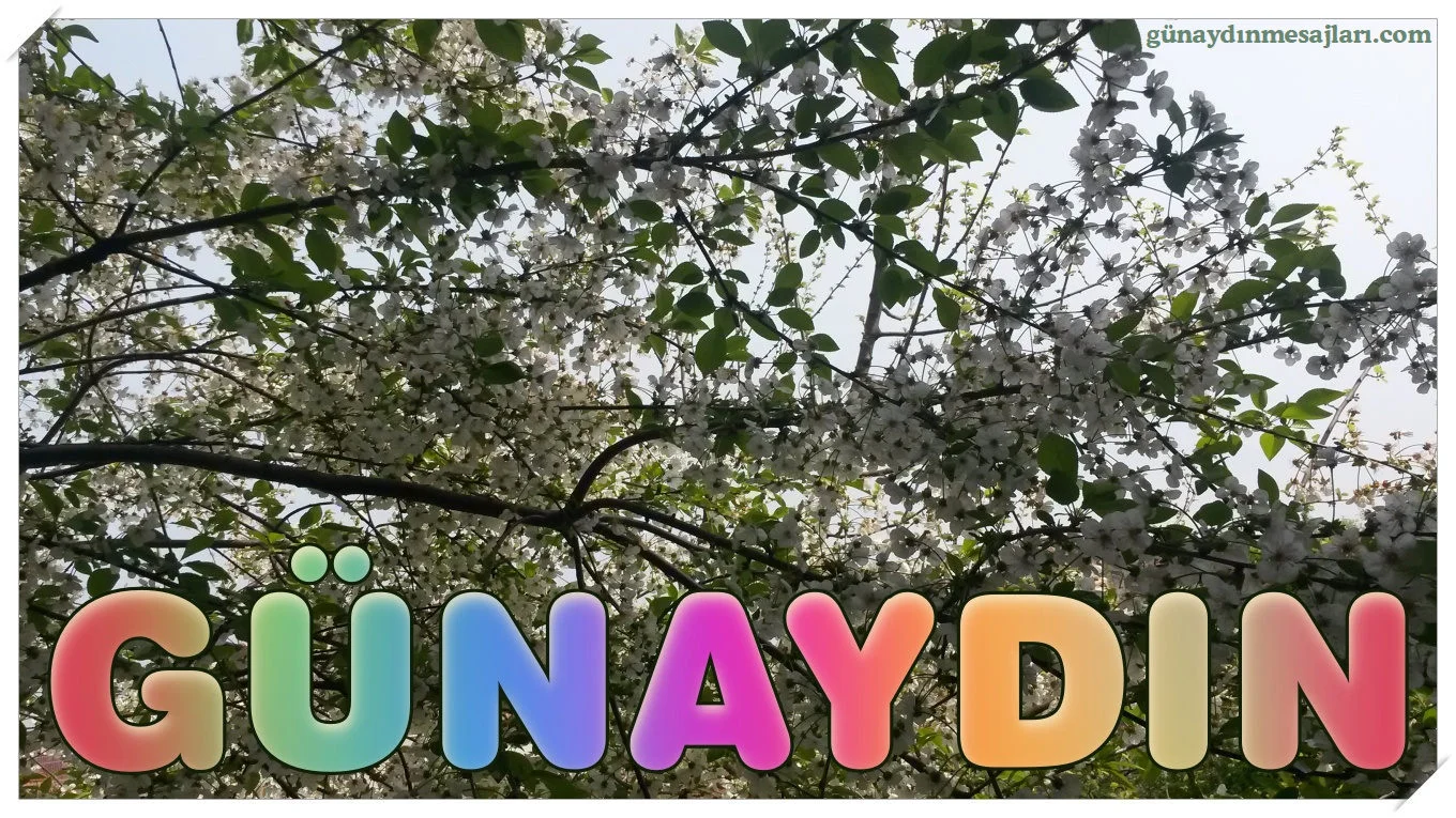 çiçek açmış erik ağacı resimli günaydın mesajı